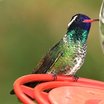 White-eared Hummingbird